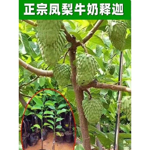 释迦果苗嫁接台湾凤梨释迦苗特大牛奶释迦番荔枝林檎南北方果树苗