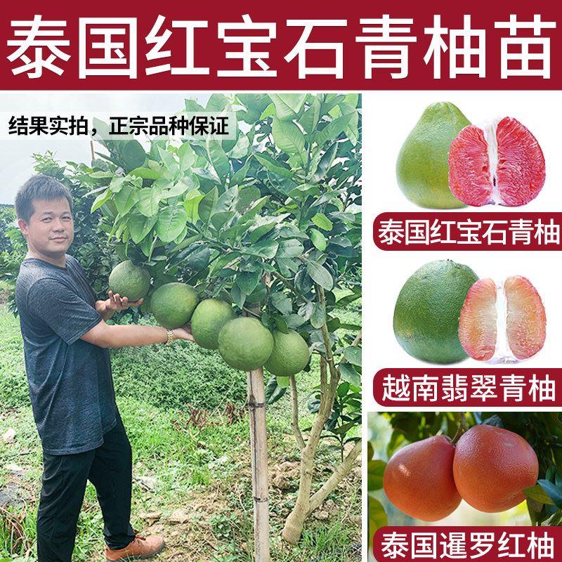 泰国红宝石青柚苗新品种柚暹罗香水三红心果树苗南北种植庭院盆栽