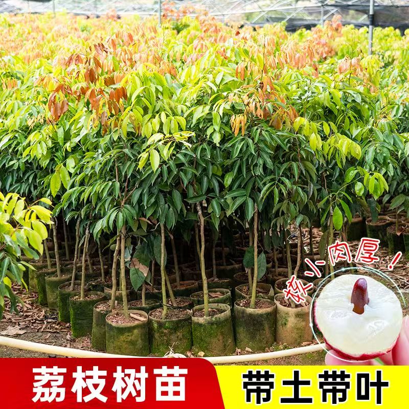 嫁接荔枝树苖无核桂味果树盆栽妃子笑水果糯米糍果树苗仙进奉冰荔