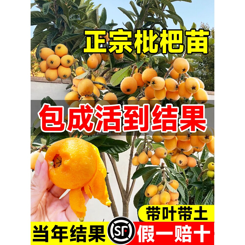 枇杷树苗果苗大果盆栽批把苗树水果树嫁接琵琶当年结果南北方种植