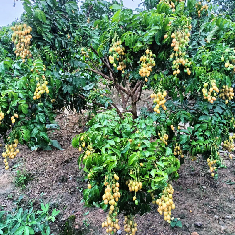 【带花果】嫁接黄皮苗树果树果苗鸡心黄皮果苗无核黄皮果苗果树