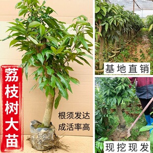 正宗荔枝高压圈荔枝树苗老桩高压树妃子笑桂味无核仙进奉产地直发