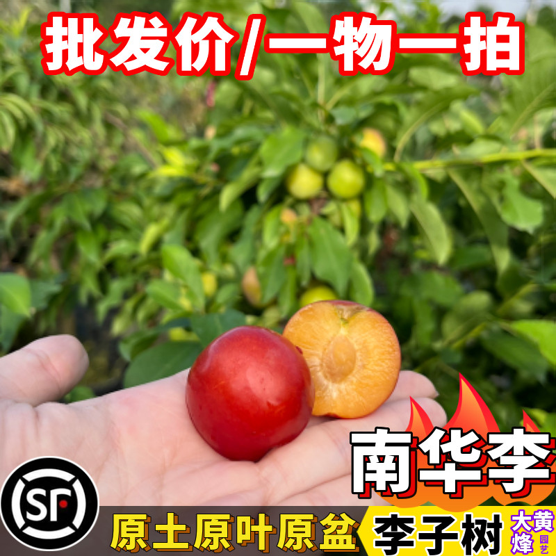 李子苗热卖正宗三华李早生南华李苗当年结果阳台庭院盆栽果树苗
