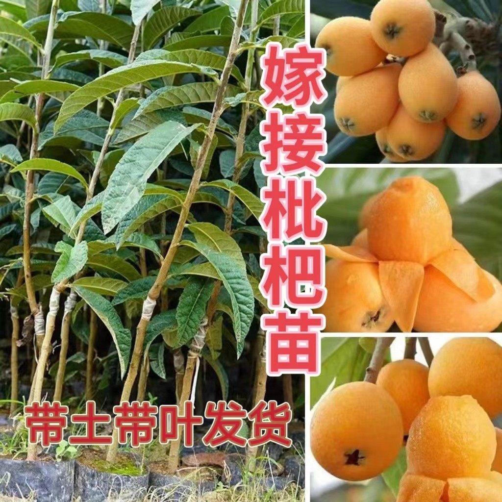 嫁接枇杷树苗大五星早钟六号果苗盆栽地栽枇杷果苗大果带土带叶