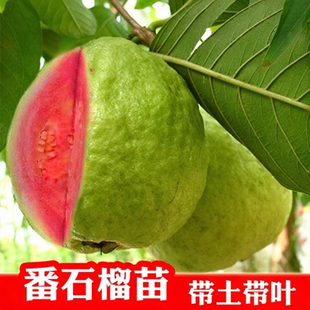 番石榴树果苗台湾四季番石榴红宝石无籽少籽红心芭乐树苗盆栽带土