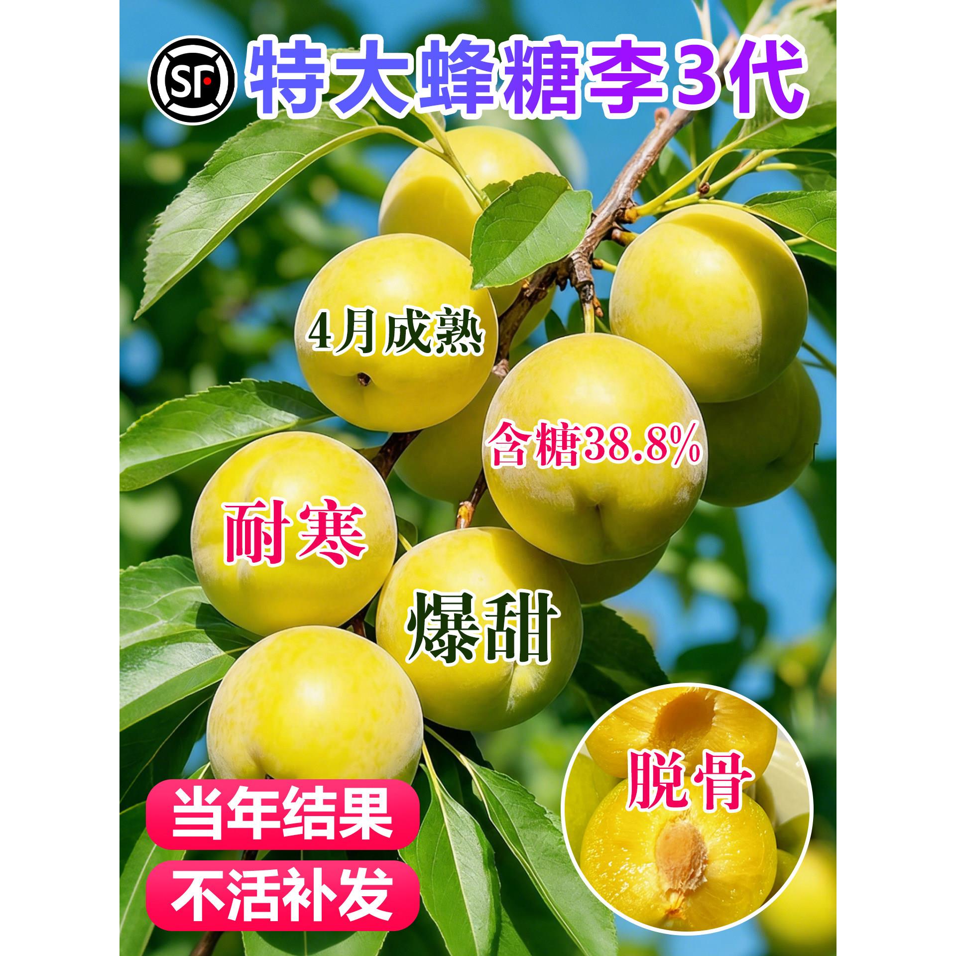 蜂糖李子树苗新品种正宗贵州嫁接三华果树果苗庭院盆地栽当年结果
