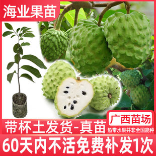 释迦果苗树嫁接台湾凤梨释迦苗特大牛奶释迦番荔枝林檎南方果树苗