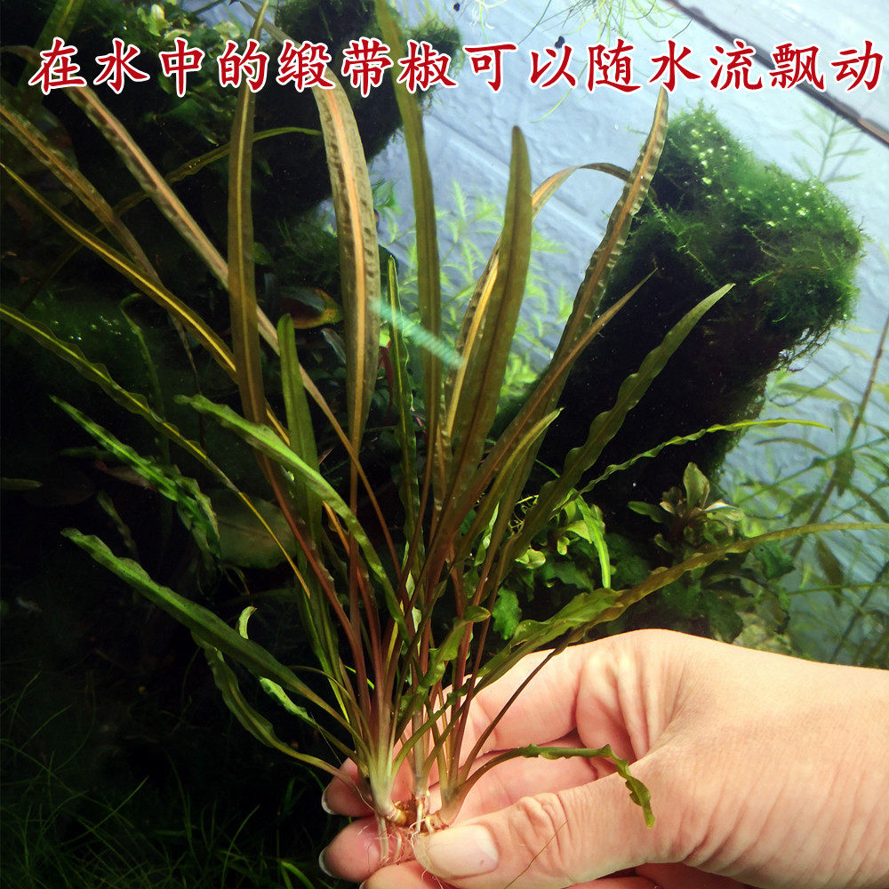 缎带喷泉椒后景活水草椒草类阴性鱼缸装饰入门级新手懒人包邮
