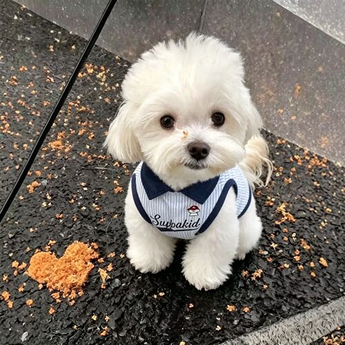 夏季薄款卡通萌系中小型犬背心