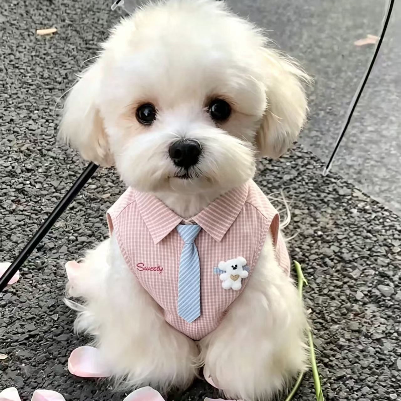 夏季薄款狗狗POLO背心防脏防掉毛