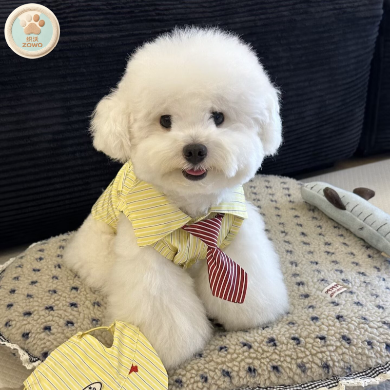 比熊时尚POLO服带领子黄色条纹