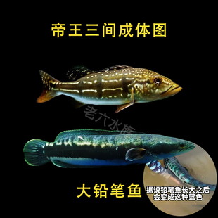 铅笔雷龙帝王三间蓝帆眼斑黄金招财猫黄化铅笔热带鱼大型猛鱼观赏