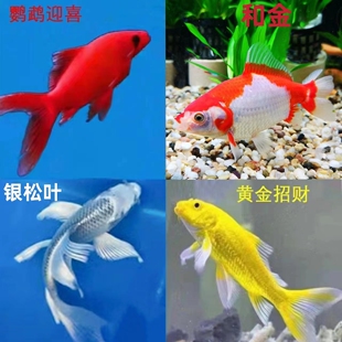 活体观赏鱼银松叶锦鲤合金冷水鹦鹉活鱼金鱼纯种锦鲤草金好养易活