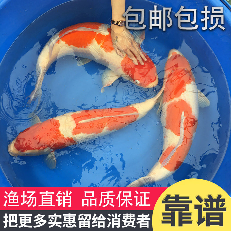 红白锦鲤活体纯种长尾龙凤锦鲤鱼好养易活红锦鲤客厅风水招财鱼