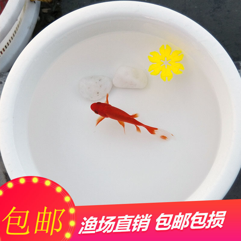 活体好养淡水小型观赏鱼