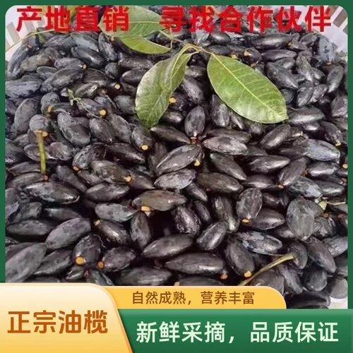 潮汕特产当季乌榄油榄榄角下饭菜