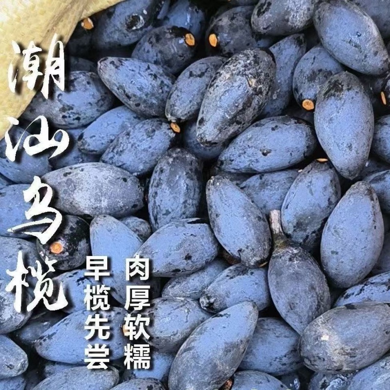 正宗揭西深山油榄新鲜黑橄榄乌橄榄油榄黑榄果潮汕特产乌榄油香榄