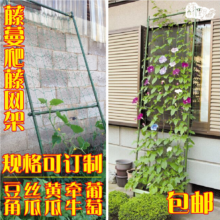 月季阳台室外园艺黄瓜牵牛盆栽图片