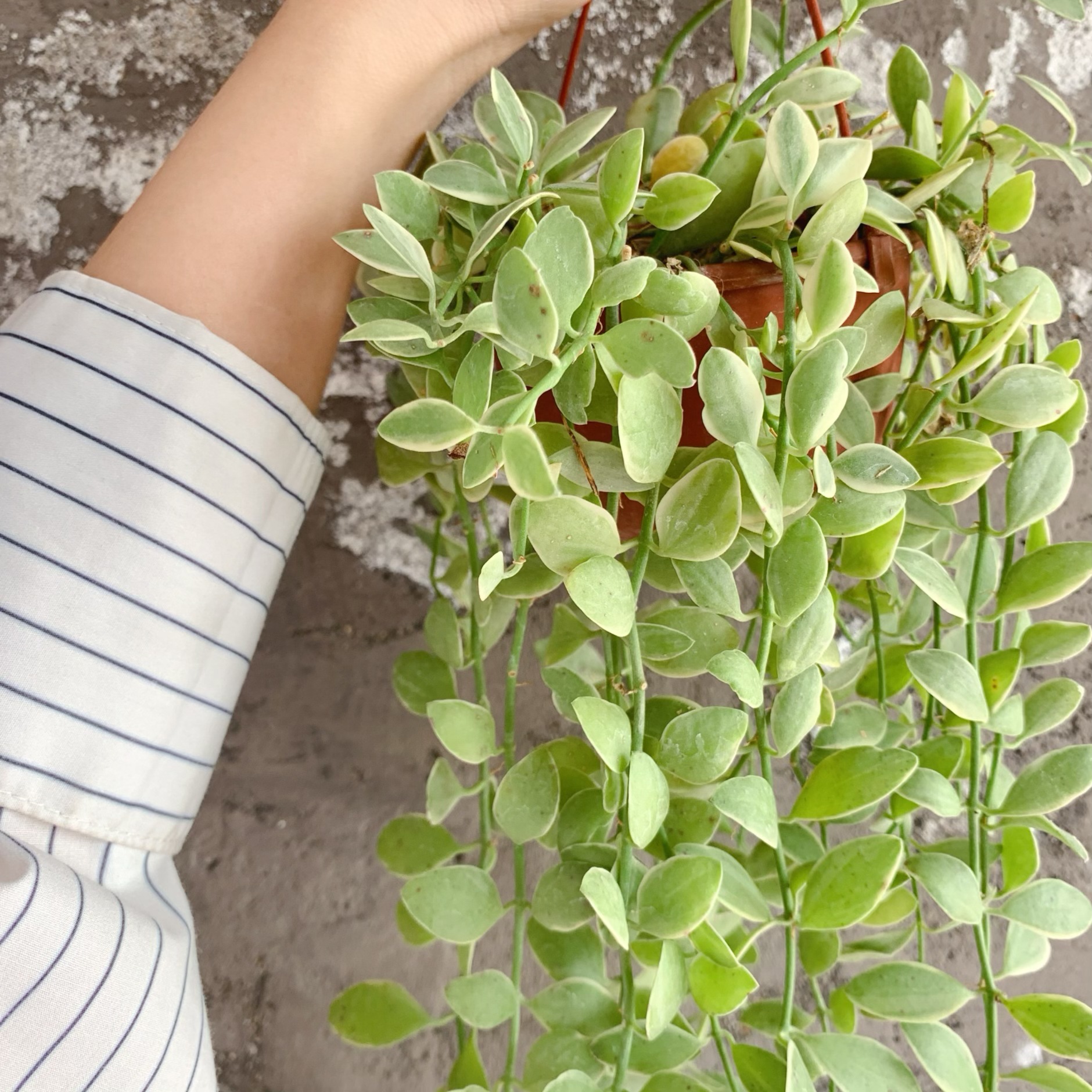 直供 基地发货 空气凤梨小苹果