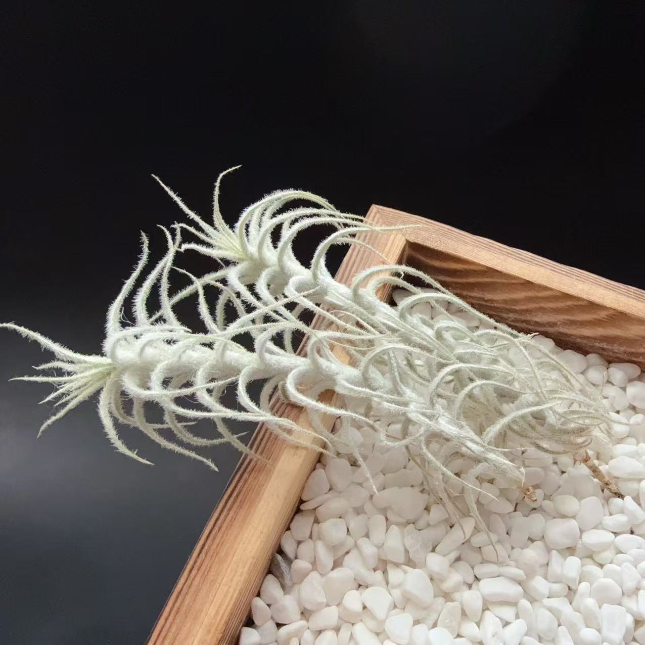 戴维斯雪蚕，T.stellifera，进口空气凤梨无土植物懒人基地价