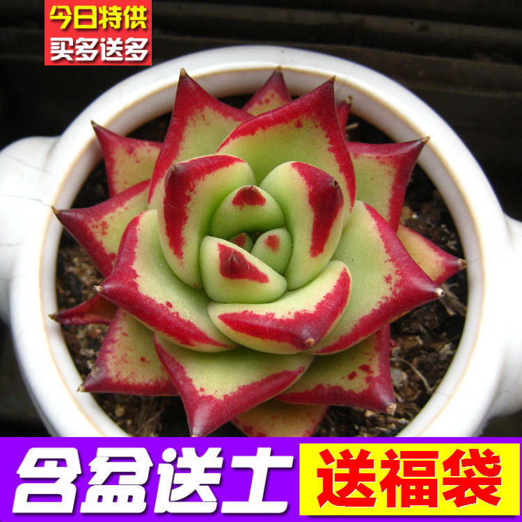 乌木盆栽实生苗多肉植物