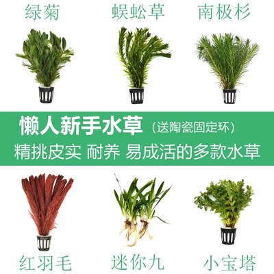 鱼缸装饰水草懒人水草