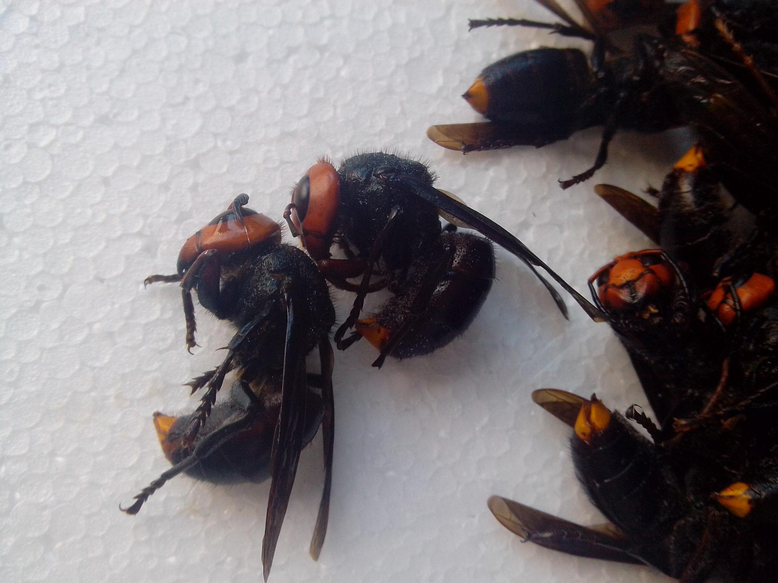 中国大胡蜂 金环胡蜂 地龙蜂 马蜂老蜂 红头虎头蜂