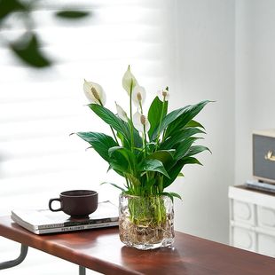 白掌水培一帆风顺室内客厅水养绿植花卉办公室桌面好养活植物红掌
