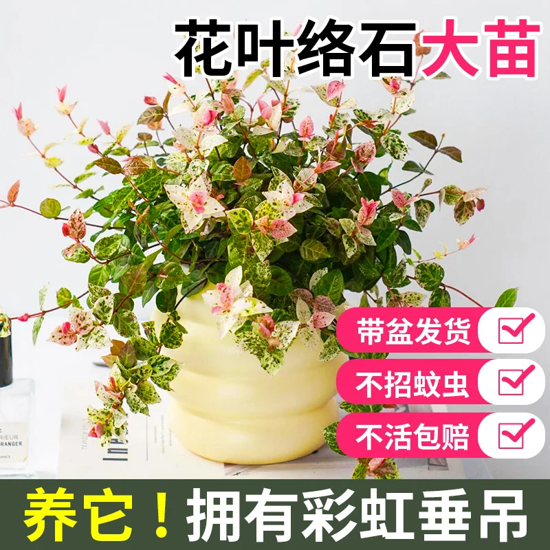 花叶络石花苗盆栽彩叶络石吊兰