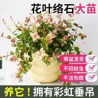 花叶络石花苗盆栽彩叶络石吊兰