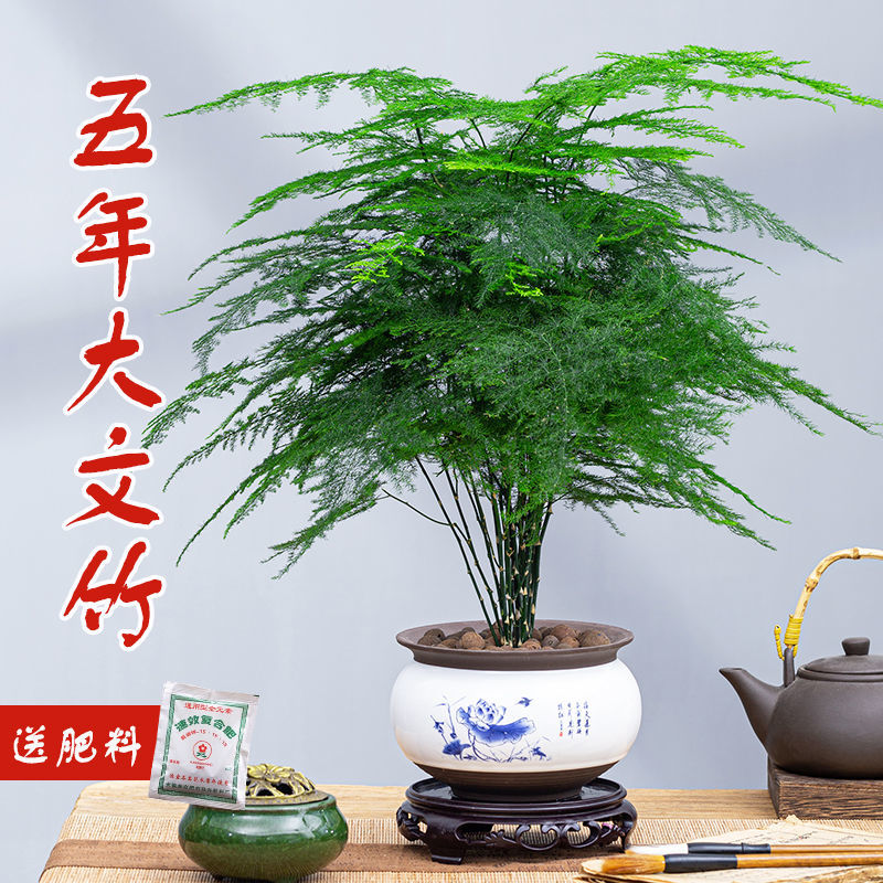 大文竹盆栽植物室内大型盆景