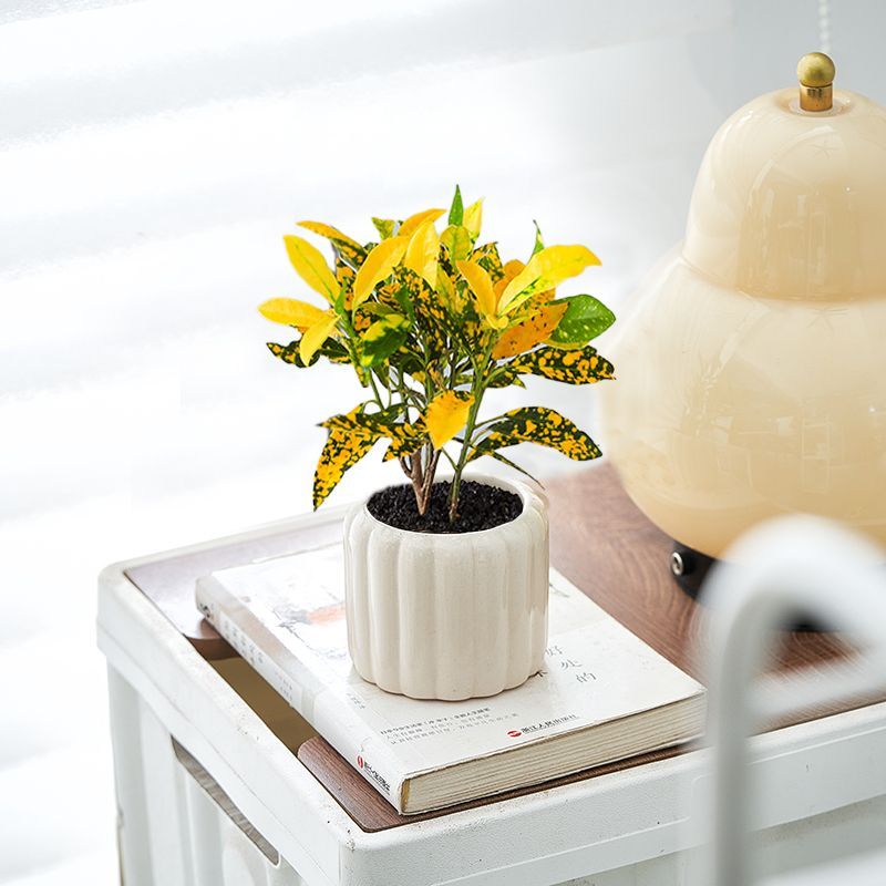 招财黄金木黄金万两盆栽室内阳台变叶木绿植花卉办公桌面好养植物