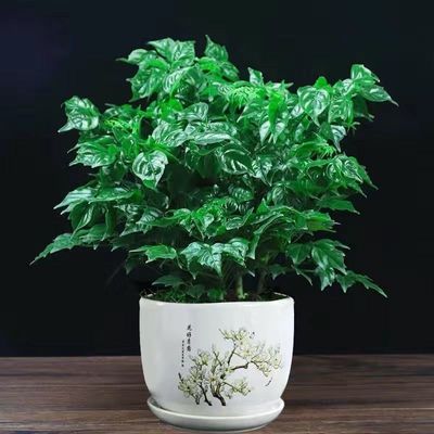 【镇宅平安树】幸福树盆栽