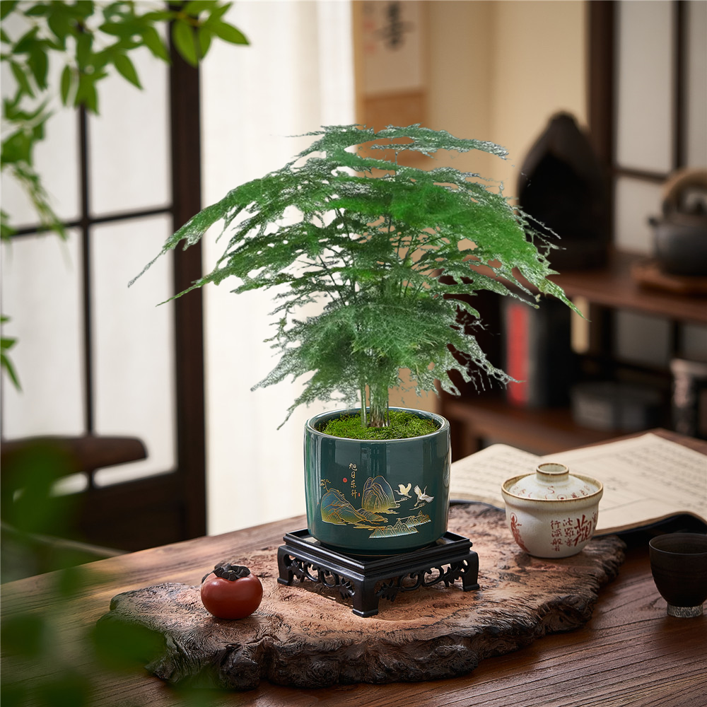 文竹盆栽盆景植物土培植物花室内客厅桌面办公室绿植室内盆栽好养