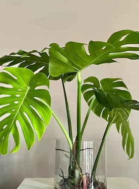 龟背竹盆栽老桩室内净化空气天堂鸟大叶室内常青观叶绿植水培植