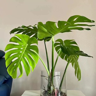 龟背竹盆栽老桩室内净化空气天堂鸟大叶室内常青观叶绿植水培植