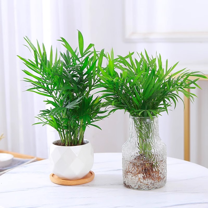 袖珍椰子水培植物富贵椰子