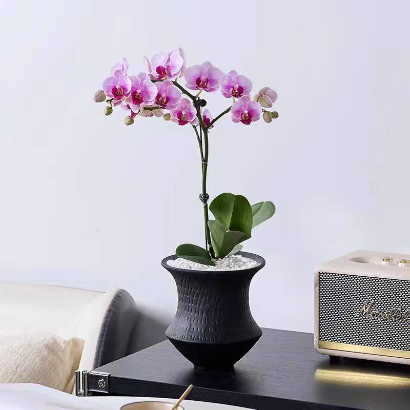 创意陶瓷花盆蝴蝶兰花盆ins简约高颜值盆栽轻奢客厅酒店绿植花盆,鲜花速递/花卉仿真/绿植园艺,花盆,淘宝优惠券,粉丝福利购,淘宝优惠卷