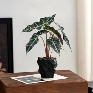 大仙女海芋盆栽绿植好养易活净化空气室内阳台办公室耐阴海芋植物