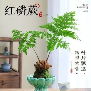 红磷蕨类苔藓球办公室内书房桌面观叶植物水培绿植