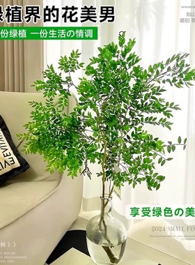 美男树木水培绿植物客厅桌面茶几吊钟盆栽室内马醉木鲜切枝条水养
