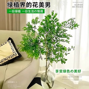 美男树木水培绿植物客厅桌面茶几吊钟盆栽室内马醉木鲜切枝条水养