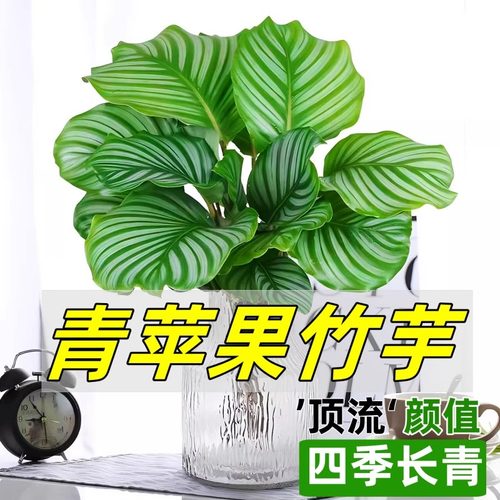 水培植物好养室内小植物