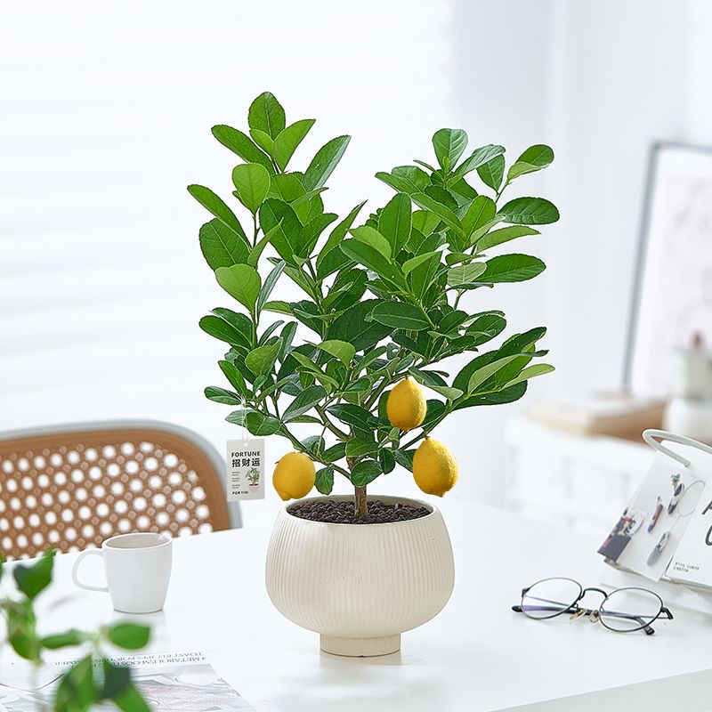 【阳台植物】香水柠檬盆栽