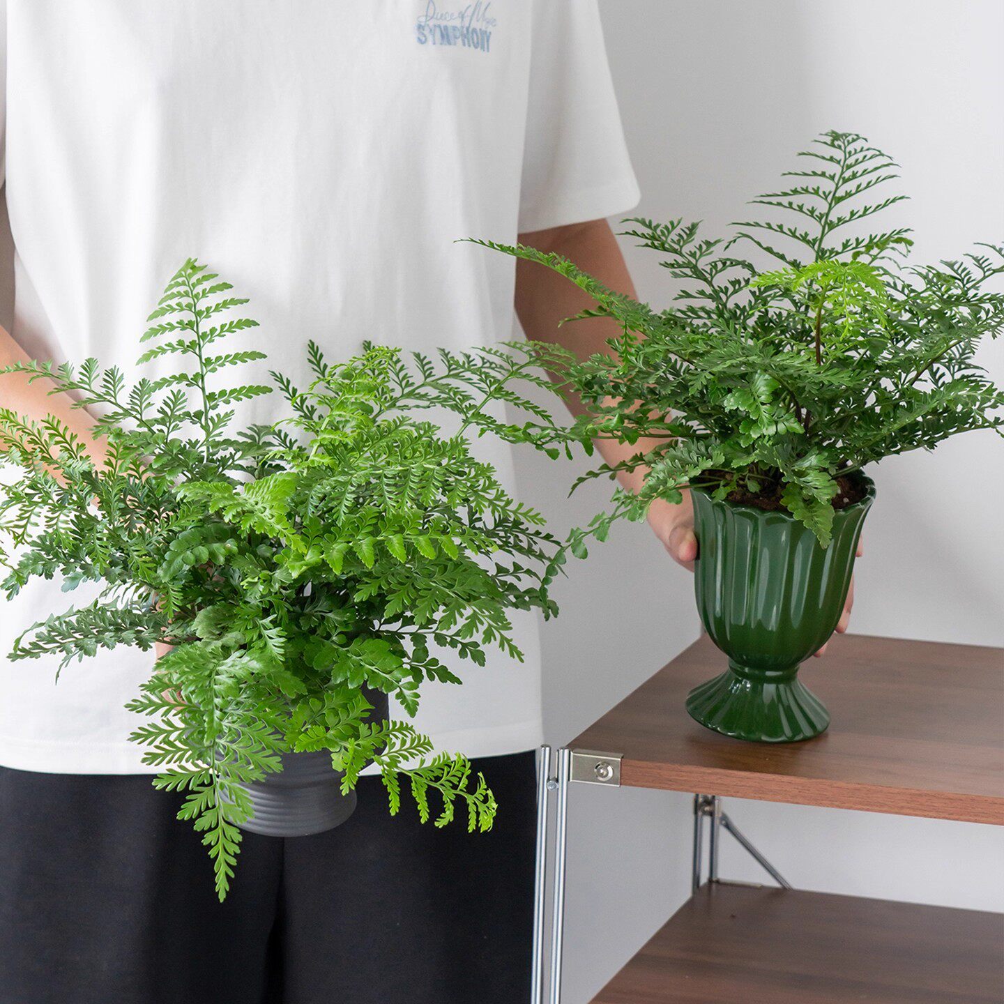 吉姆蕨盆栽网红蕨类植物办公室绿植室内欧洲蕨平安蕨宝石蕨铁线蕨