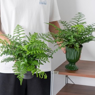 吉姆蕨盆栽网红蕨类植物办公室绿植室内欧洲蕨平安蕨宝石蕨铁线蕨