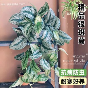 大叶银斑葛花叶绿萝可爬藤长藤悬挂垂吊植物网红室内水培桌摆吊兰