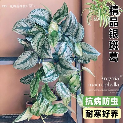大叶银斑葛花叶绿萝可爬藤长藤悬挂垂吊植物网红室内水培桌摆吊兰