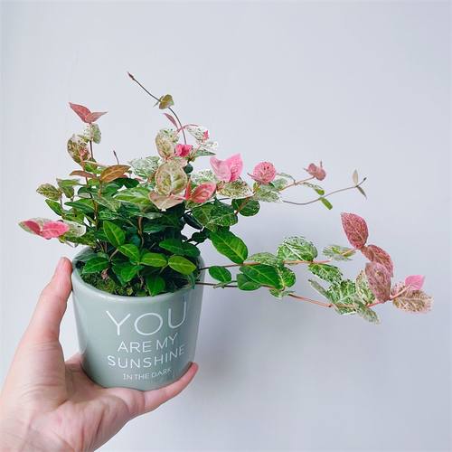 网红植物五彩爬藤垂吊花叶络石