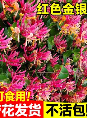 红色金银花树苗可食用药五彩老桩四季开花卉盆栽阳台庭院爬藤植物